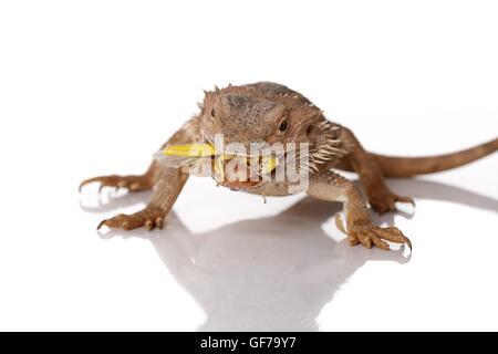 zentralen Bartagame auf weißem Hintergrund Stockfoto