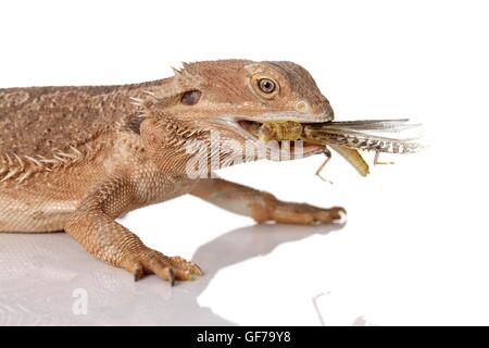 zentralen Bartagame auf weißem Hintergrund Stockfoto