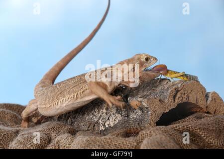 Bartagame frisst Heuschrecke Stockfoto