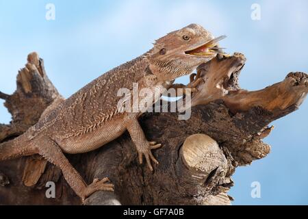 Bartagame frisst Heuschrecke Stockfoto