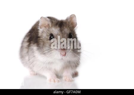 Campbells Zwerg Hamster auf weißem Hintergrund Stockfoto