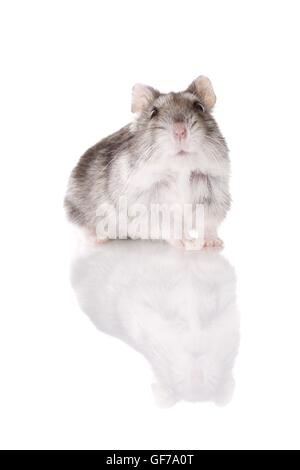 Campbells Zwerg Hamster auf weißem Hintergrund Stockfoto