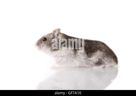 Campbells Zwerg Hamster auf weißem Hintergrund Stockfoto