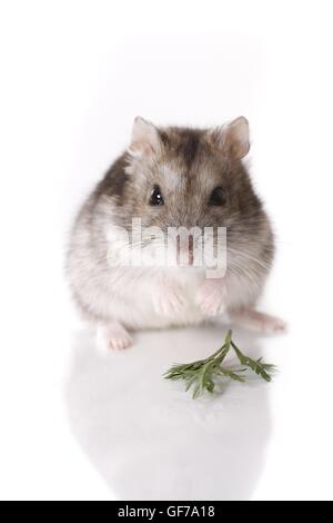 Campbells Zwerg Hamster auf weißem Hintergrund Stockfoto