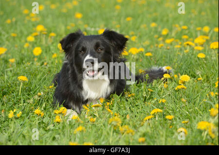 Junge Border Collie Hund liegend auf einer Wiese im Frühling Stockfoto