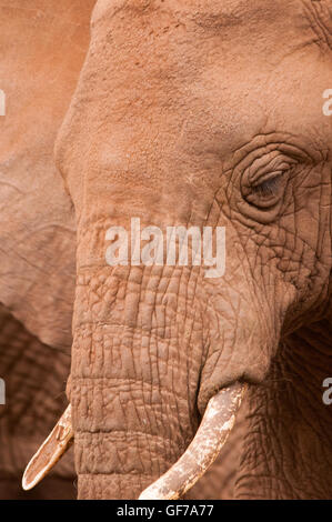 Afrikanischer Elefant im Ngorongoro Krater, Tansania Stockfoto