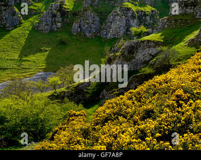 Gelber Ginster an Biggin Dale in der Nähe von Hartington im Bereich White Peak Peak District Nationalpark Derbyshire Dales England UK Stockfoto