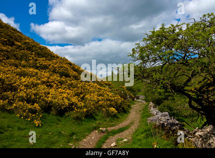 Gelber Ginster an Biggin Dale in der Nähe von Hartington im Bereich White Peak Peak District Nationalpark Derbyshire Dales England UK Stockfoto