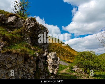 Gelber Ginster an Biggin Dale in der Nähe von Hartington im Bereich White Peak Peak District Nationalpark Derbyshire Dales England UK Stockfoto