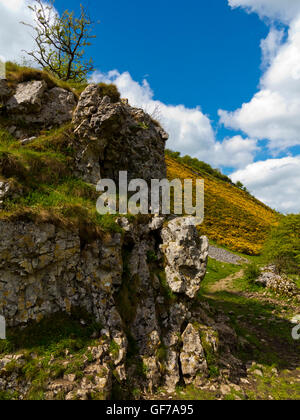 Gelber Ginster an Biggin Dale in der Nähe von Hartington im Bereich White Peak Peak District Nationalpark Derbyshire Dales England UK Stockfoto