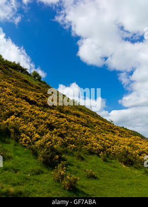 Gelber Ginster an Biggin Dale in der Nähe von Hartington im Bereich White Peak Peak District Nationalpark Derbyshire Dales England UK Stockfoto