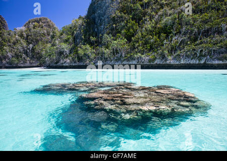 Koralle Bommies wachsen inmitten einer flachen, sandigen Lagune, umgeben von schönen Kalksteininseln in Wayag, Raja Ampat, Indonesien. Stockfoto