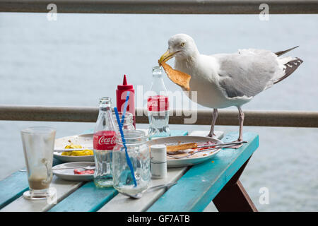 Heringgull Larus argentatus beim Frühstück von links auf dem Tisch im Café im Freien an der Küste von Swanage, Dorset, Großbritannien, im Juli Stockfoto