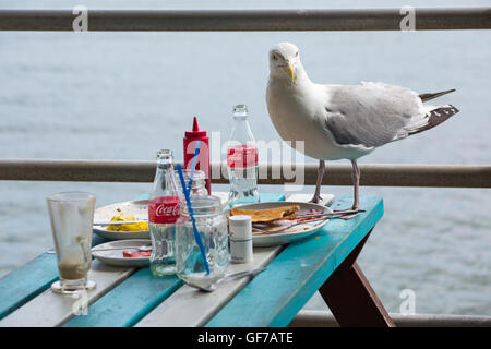 Heringgull Larus argentatus wird im Juli beim Frühstück im Café im Freien an der Küste von Swanage, Dorset, Großbritannien, von links anstoßen Stockfoto