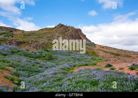 Strokkur Geysir Hot Spring Area, Laugarfjall hill, South West Island, Golden-Circle-Tour, Island, Lupinen, lupine, Purp Alaskan Stockfoto