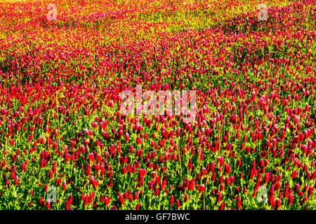 Felder der Rotklee (Trifolium Pratense) in der Landschaft von Orvieto - Umbrien, Italien Stockfoto