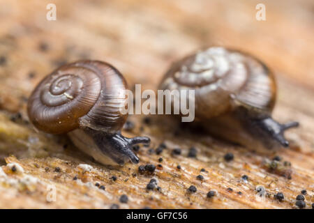 Zwei schnelle Gloss (Zonitoides Arboreus) Schnecken bewegt sich langsam auf der Seite ein toter Baum. Stockfoto