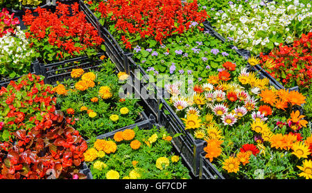 viele verschiedene Sorten von Blumen Farben in Boxen Stockfoto