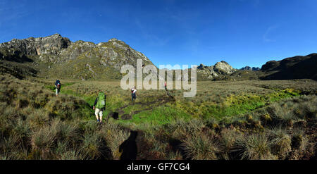 Wandern im Moor entlang des Kilembe Weges, Rwenzori Mountains National Park. Stockfoto