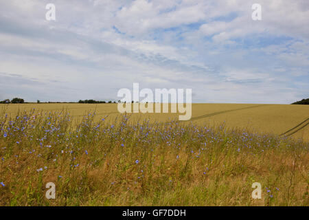 Ein goldener Weizenernte mit Chicorée Blumen und Hecken bei blau bewölktem Himmel in die Yorkshire Wolds im Sommer. Stockfoto