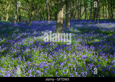 Ein Teppich aus einheimischen Glockenblumen in Braefoot Bay Dalgety Bay, Fife, Schottland. Stockfoto