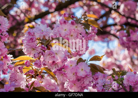 rosa Blüten an den Zweigen der japanischen Sakura blühte im Frühlingsgarten Stockfoto