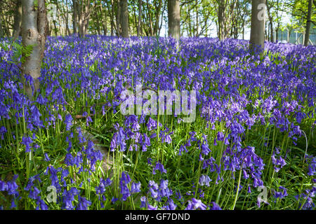 Ein Teppich aus einheimischen Glockenblumen in Braefoot Bay Dalgety Bay, Fife, Schottland. Stockfoto