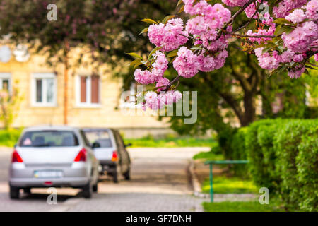 rosa Blüten an den Zweigen der japanischen Sakura blühte über Straßen der Altstadt im Frühling Stockfoto