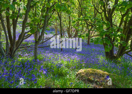 Ein Teppich aus einheimischen Glockenblumen in Braefoot Bay Dalgety Bay, Fife, Schottland. Stockfoto