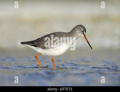 Gefleckte Rotschenkel - Tringa erythropus Stockfoto