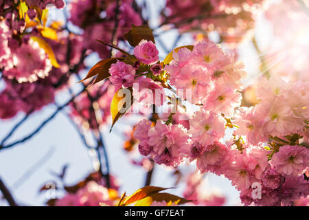 zarte rosa Blumen blühten japanische Kirschbäume auf Unschärfe Hintergrund im Sonnenstrahl Stockfoto