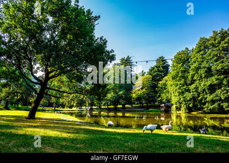 drei Gänse am Teich mit Pavillon im Park am Sommermorgen Stockfoto