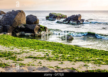 ruhiger See mit einigen Angriffswellen der Sandstrand mit Felsbrocken und Algen und brechen sie in den frühen Morgenstunden Stockfoto