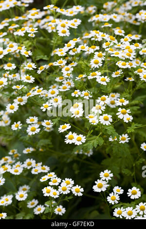 Chamaemelum Nobile. Englische Kamille blüht. Stockfoto