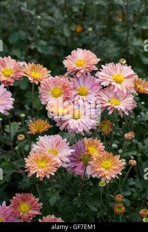 "Aline" Chrysanthemen. Stockfoto