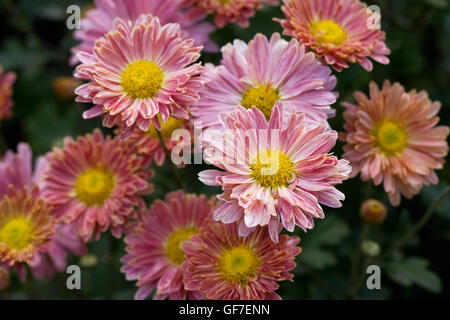 "Aline" Chrysanthemen. Stockfoto