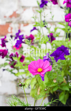 Kosmos Blume vor Petunien in einen hängenden Korb. Stockfoto