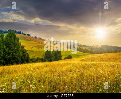 große Wiese mit Bergkräutern und Nadelwald vor Gebirgsmassiv entfernt im Hintergrund im Abendlicht Stockfoto