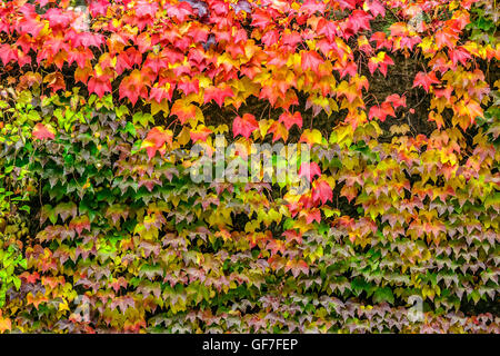 Kletterpflanze mit roten Blättern im Herbst auf den alten Steinmauer Stockfoto