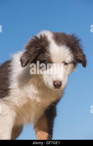 Acht Wochen alte Red Tri Australian shepherd Hund, Welpe Stockfoto