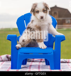 Acht Wochen alte Red Merle Australian Shepherd Hund, Welpe, in einem blauen Sessel sitzend Stockfoto