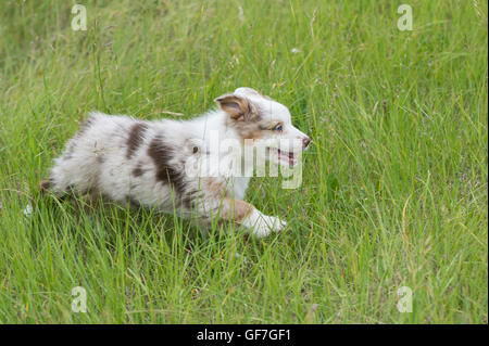 Acht Wochen alte Red Merle Australian Shepherd Dog, Welpen Stockfoto