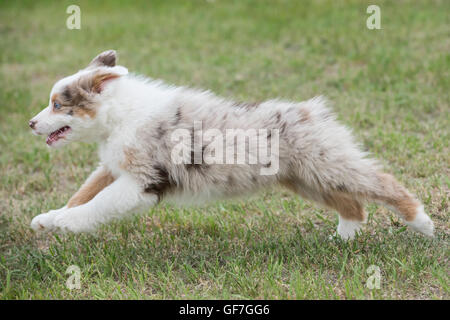 Acht Wochen alte Red Merle Australian Shepherd Dog, Welpen Stockfoto