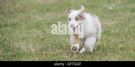 Acht Wochen alte Red Merle Australian Shepherd Dog, Welpen Stockfoto