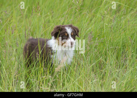 Acht Wochen alte Red Tri Australian Shepherd Hund, Welpe Stockfoto