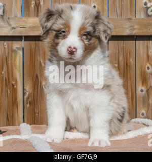 Sieben Wochen alte Red Merle Australian Shepherd Hund, Welpe Stockfoto