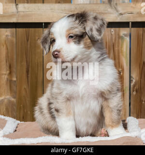 Sieben Wochen alte Red Merle Australian Shepherd Hund, Welpe Stockfoto