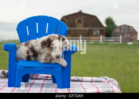 Acht Wochen alte Red Merle Australian Shepherd Hund, Welpe, in einem blauen Sessel sitzend Stockfoto
