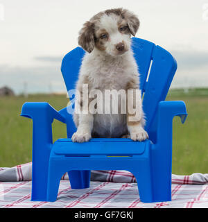 Acht Wochen alte Red Merle Australian Shepherd Hund, Welpe, in einem blauen Sessel sitzend Stockfoto