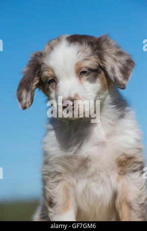 Acht Wochen alte Red Merle Australian Shepherd Dog, Welpen Stockfoto